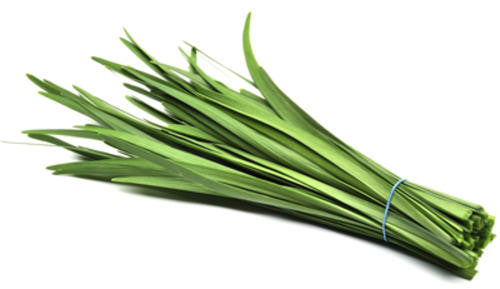 Garlic Chives - Bulk Herb Seeds - 20 grams