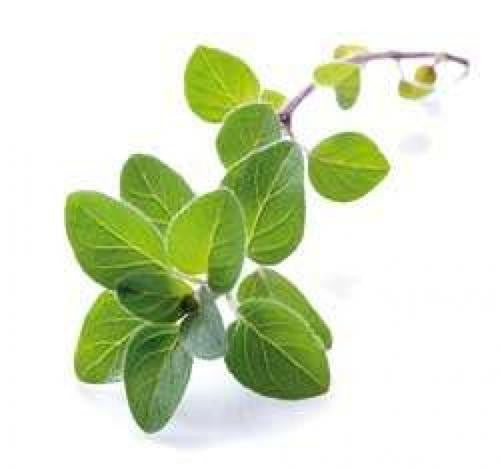 Oregano - Bulk Herb Seeds - 5 grams