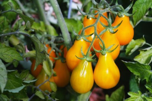 Yellow Pear Tomato - ORGANIC - Bulk Vegetable Seeds - 10 grams