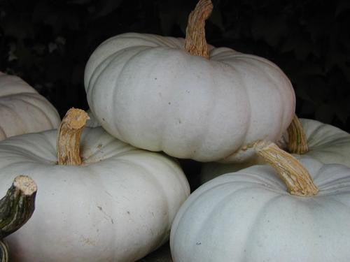 Flat White Boer Pumpkin - Bulk Vegetable Seeds