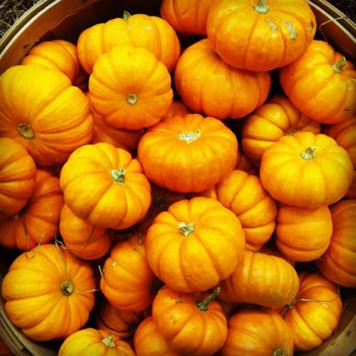 Jack Be Little Pumpkin - Bulk Vegetable Seeds - 10 grams
