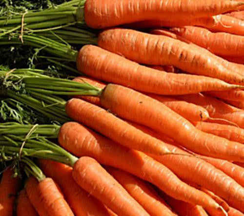 Chantenay Karoo Carrot - Bulk Vegetable Seeds - 100 grams