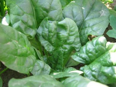 Viroflay Spinach - Bulk Vegetable Seeds - 200 grams