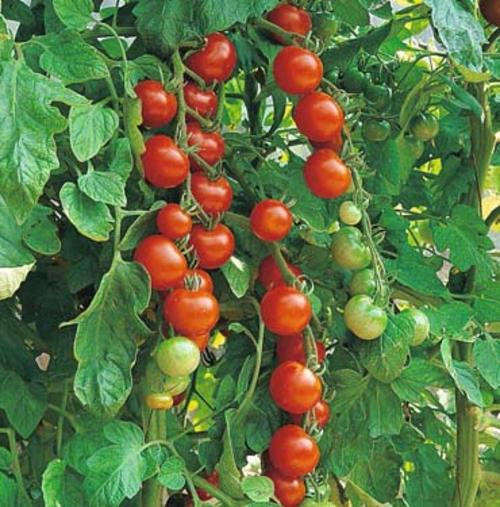 Red Sweetie Cherry Tomato - Bulk Vegetable Seeds - 10 grams