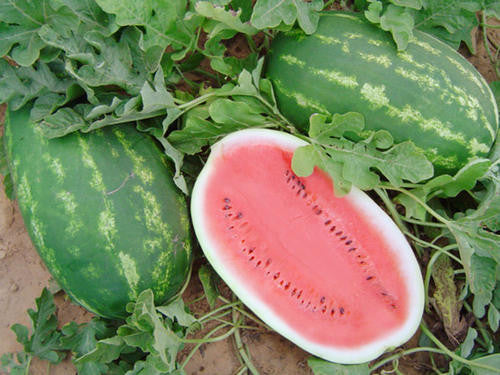 All Sweet Watermelon - Bulk Vegetable Seeds - 50 grams