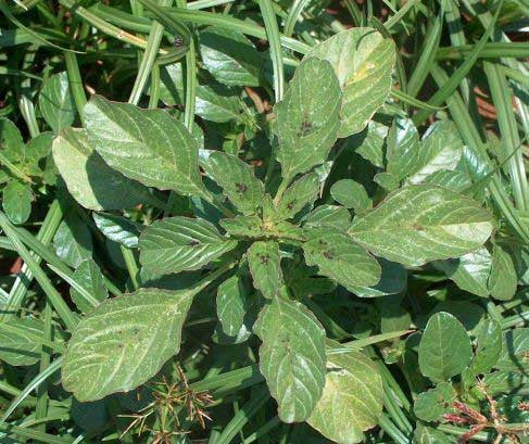 Green Marog - Bulk Vegetable Seeds - 50 grams