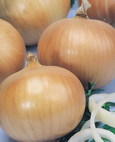 Hojem Onion - Bulk Vegetable Seeds - 50 grams