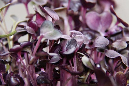 Red Sango Cress - Bulk Herb Seeds - 50 grams