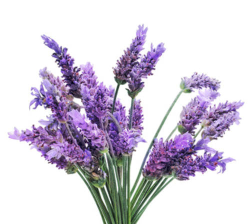 Lavender - ORGANIC - Herb - 30 Seeds