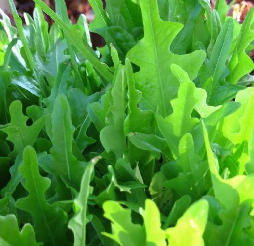 Royal Oakleaf Lettuce - ORGANIC - Heirloom Vegetable - 100 Seeds