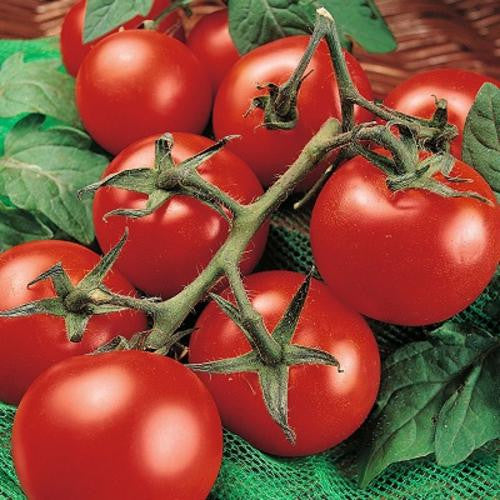 Moneymaker Tomato - ORGANIC - Heirloom Vegetable - 10 Seeds