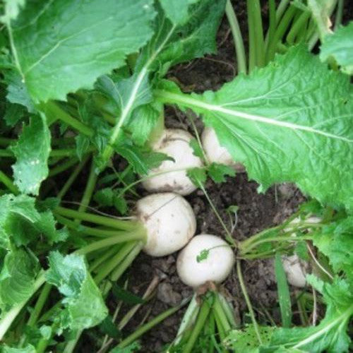Seven Top Turnip - ORGANIC - Heirloom Vegetable - 500 Seeds