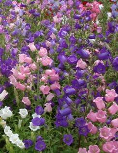 Bells of Holland - Campanula mix - Annual Flower - 500 Seeds