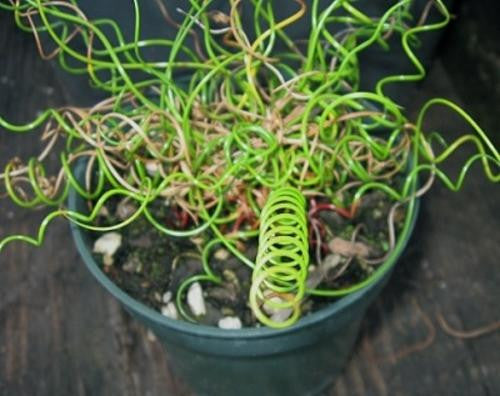 Corkscrew Grass / Corkscrew Rush - Juncus spiralis - Ornamental Grass - 5 Seeds