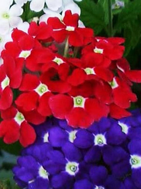 Verbena Ideal Florist Mix Seeds – 6 Colors, 12 Dwarf Butterflies, Non-GMO (500 Seeds)