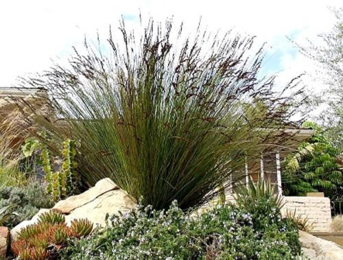 Giant Cape Rush Ornamental Grass  - Chondropetalum elephantinum - Ornamental Grass - 20 Seeds