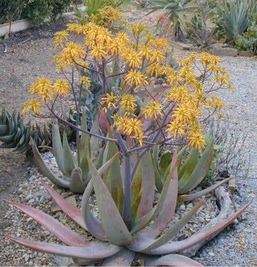 Aloe buhrii - Indigenous South African Succulent - 10 Seeds
