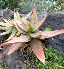 Aloe umfoloziensis - Indigenous South African Succulent - 10 Seeds