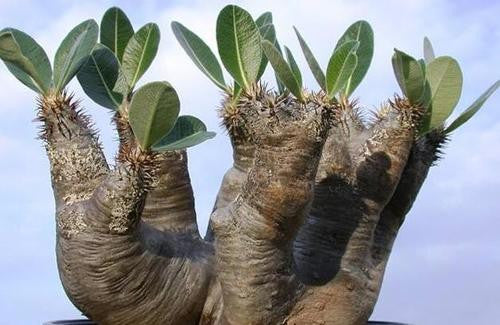 Pachypodium densiflorum - Madagascan Palm - Rare African Succulent - 5 Seeds