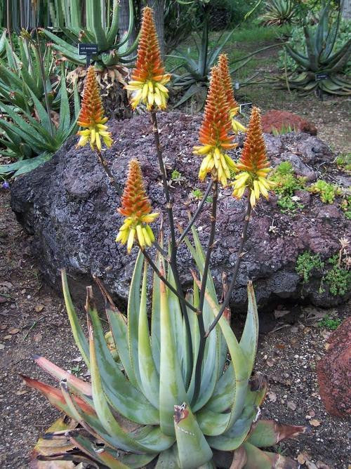 Aloe wickensii Yellow - Indigenous South African Succulent - 10 Seeds