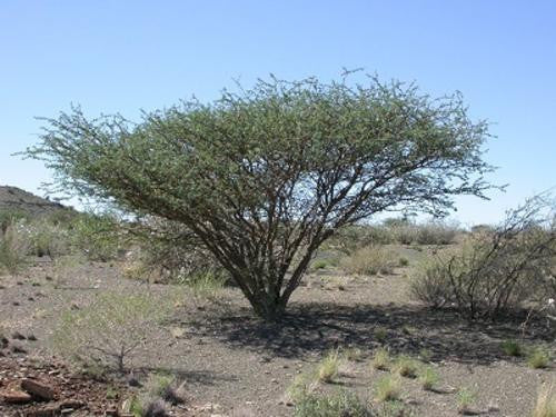 Senegalia / Acacia mellifera - Indigenous South African Tree - 10 Seeds