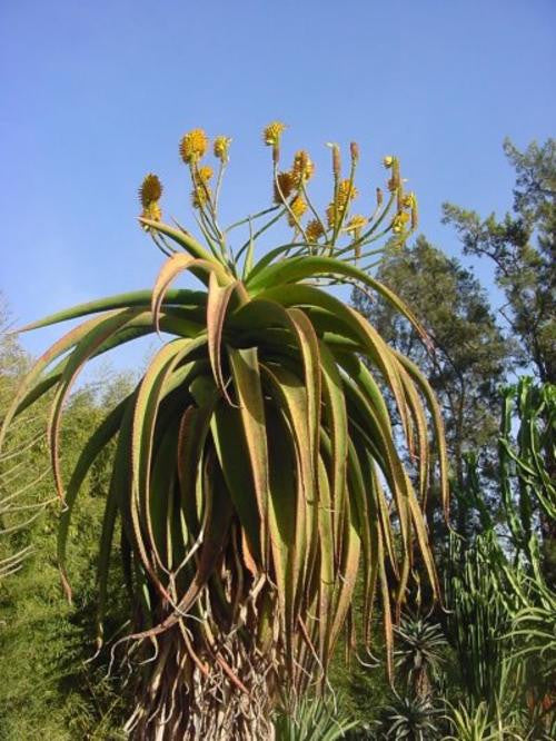 Aloe angelica - Indigenous South African Succulent - 10 Seeds
