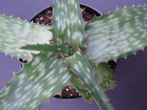Aloe dewetii - Indigenous South African Succulent - 10 Seeds