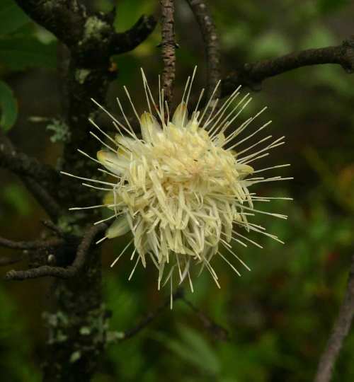 Protea gaguedi - indigenous shrub - 5 seeds
