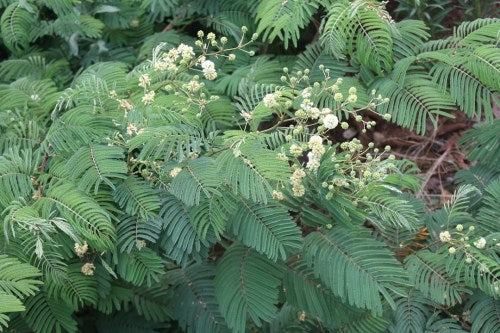 Senegalia / Acacia brevispica - indigenous tree - 10 seeds