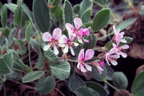 Pelargonium ovale - indigenous shrub - 5 seeds