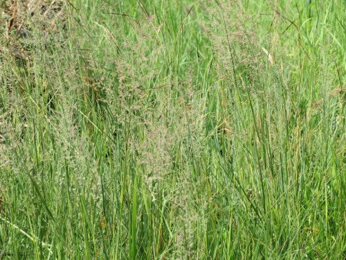 Eragrostis gummiflua - Gum Grass / Ornamental Grass - Indigenous grass - 10 Seeds