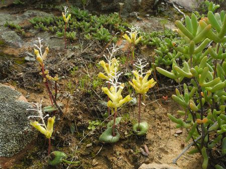 Lachenalia trichophylla - Indigenous South African Bulb - 10 Seeds