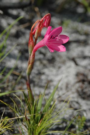 Watsonia Coccinea - Indigenous South African Bulb - 10 Seeds