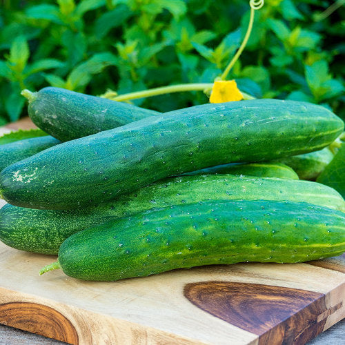 Garden Sweet Burpless Cucumber - Heirloom Vegetable - 20 Seeds