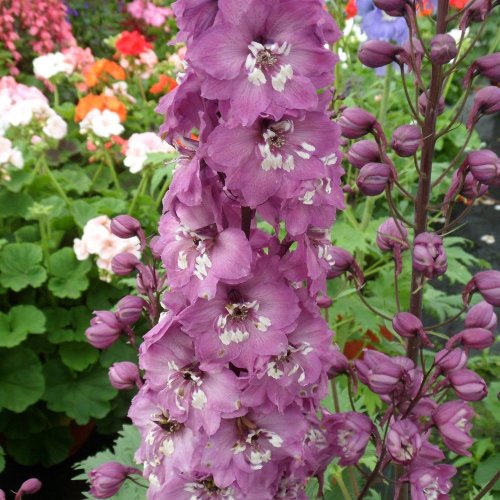 Delphinium Magic Fountains Lilac Pink White Bee Larkspur - Perennial Flower - 10 Seeds