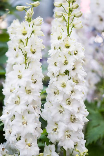 邦楽 Ruiza / delphinium Delphinium Magic Fountains Pure White Larkspur - Perennial Flower - 10