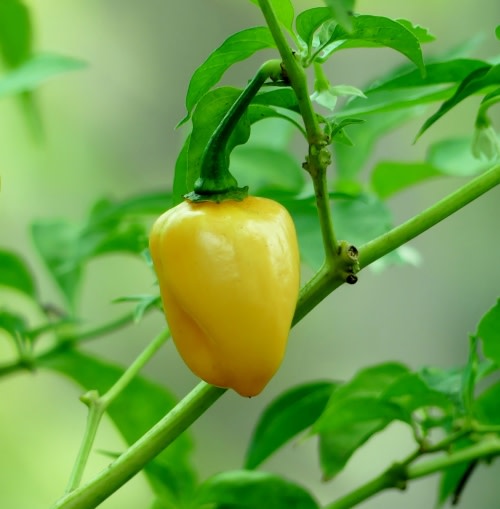 Saffron Habanero Chilli Pepper - Capsicum chinense - 5 Seeds