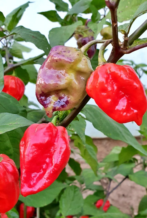 Maldivian Heart X Purple Bhut Jolokia Chilli Pepper - Capsicum chinense - 5 Seeds