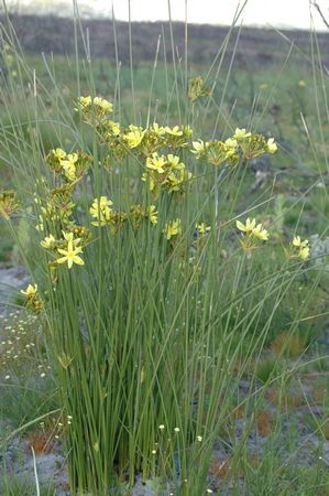 Bobartia Indica - Indigenous South African Bulb - 10 Seeds