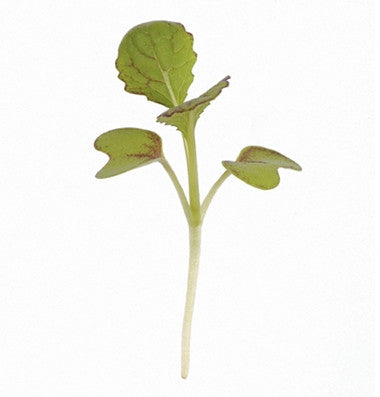 Red Giant Mustard - Microgreen Seeds