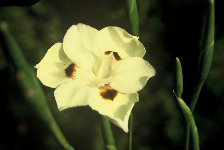 Dietes Bicolor - Indigenous South African Bulb - 10 Seeds