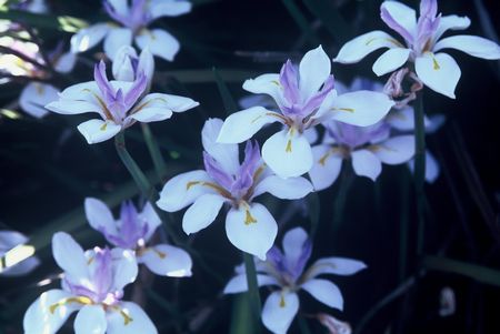 Dietes Grandiflora - Indigenous South African Bulb - 10 Seeds