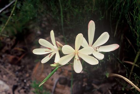 Geissorhiza Confusa - Indigenous South African Bulb - 10 Seeds