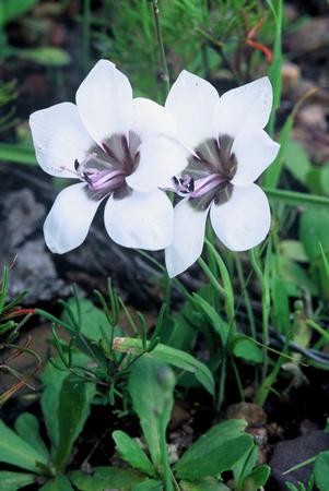 Geissorhiza Tulbaghensis - Indigenous South African Bulb - 10 Seeds