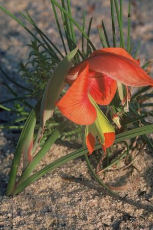 Gladiolus Alatus - Indigenous South African Bulb - 10 Seeds
