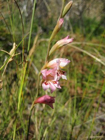 Gladiolus Brevifolius var. Brevifolius - Indigenous South African Bulb - 10 Seeds
