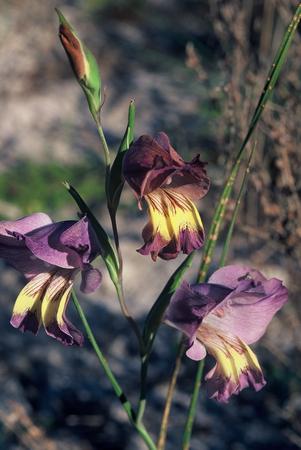 Gladiolus Carinatus - Indigenous South African Bulb - 10 Seeds