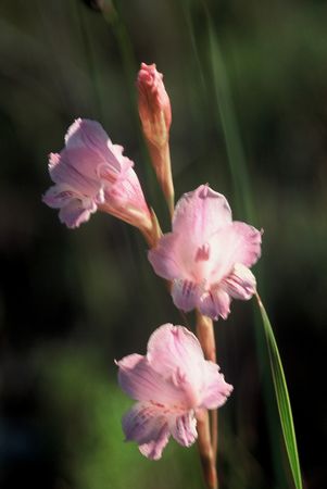 Gladiolus Hirsutus - Indigenous South African Bulb - 10 Seeds