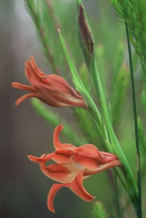 Gladiolus Liliaceus - Indigenous South African Bulb - 10 Seeds