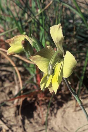 Gladiolus Virescens v Virescens - Indigenous South African Bulb - 10 Seeds